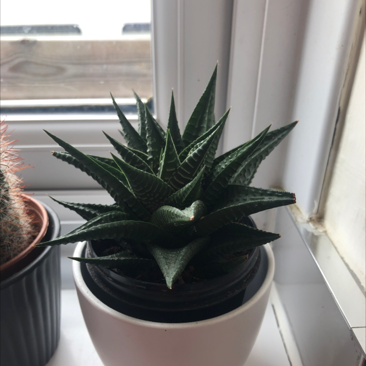 Fairy Washboard plant photo by @jas4fire named Sebastian on Greg, the plant care app.
