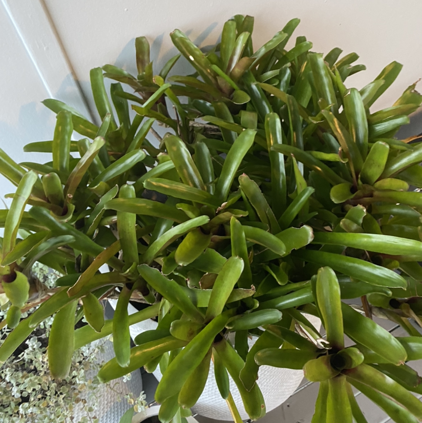 Photo of the plant species Glottiphyllum longum by Ebony named Elina on Greg, the plant care app