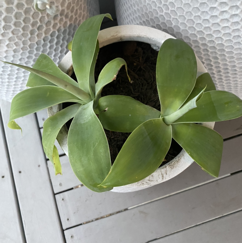 Photo of the plant species Lion's Tail Agave by Ebony named Wall-E on Greg, the plant care app