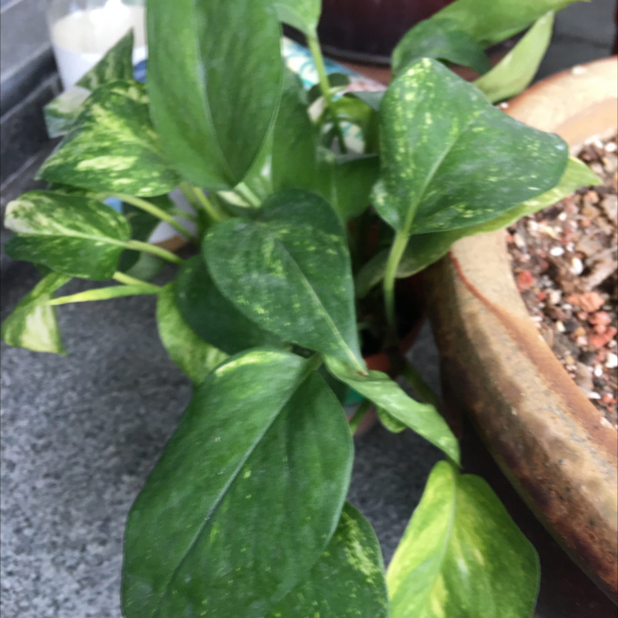 Taro Vine plant photo by Arthur named Dreg on Greg, the plant care app.