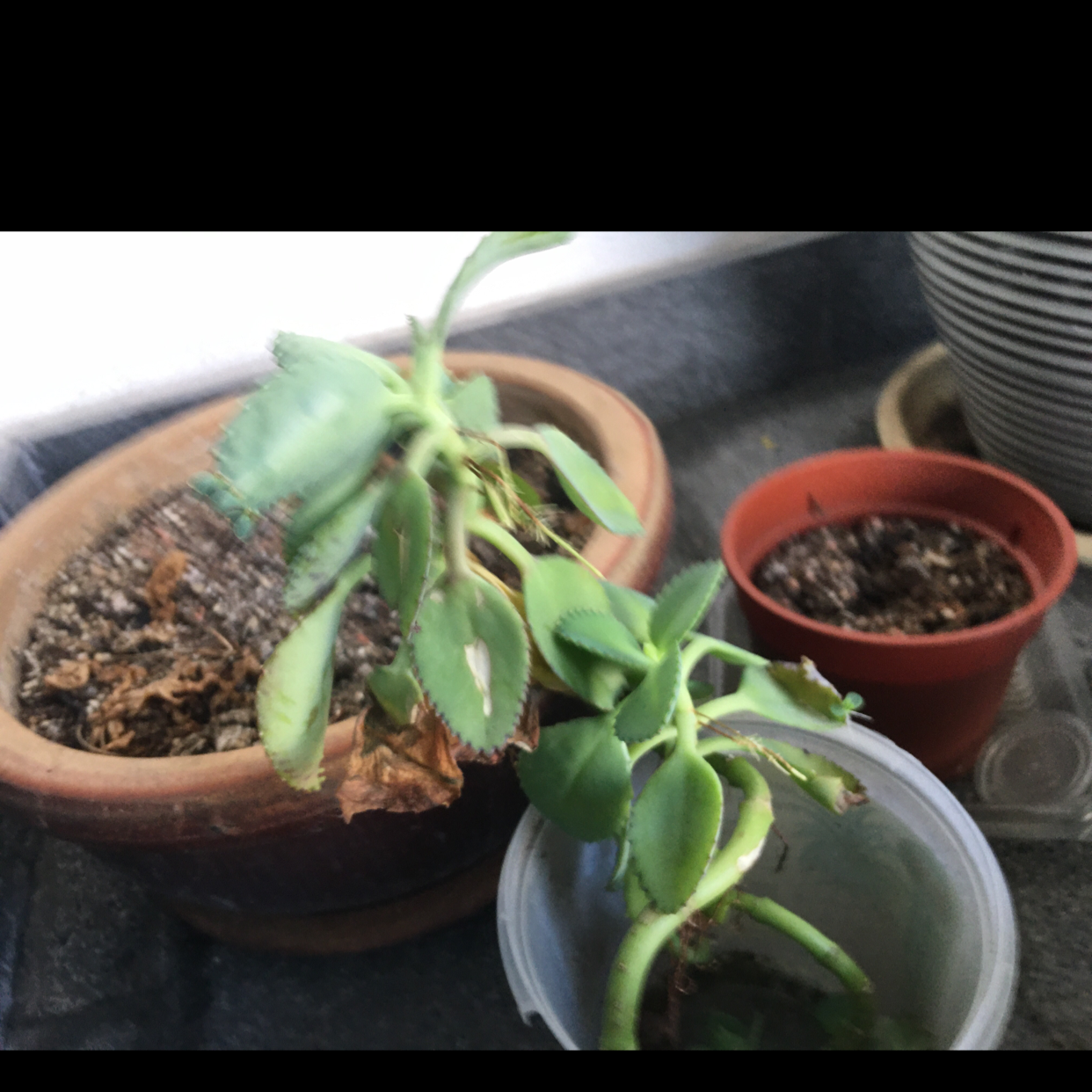 Mother of Thousands plant photo by Arthur named Ulysses S Plant on Greg, the plant care app.