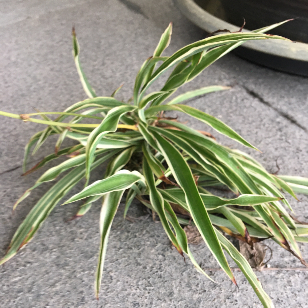 Spider Plant plant photo by Arthur named Bigleef Smalls on Greg, the plant care app.