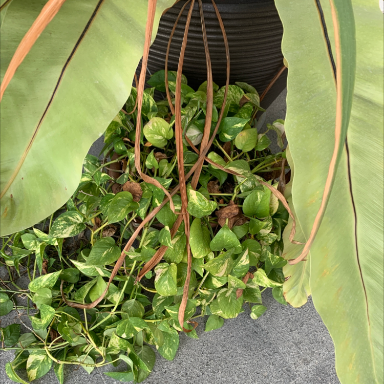 Taro Vine plant photo by Arthur named Harper on Greg, the plant care app.
