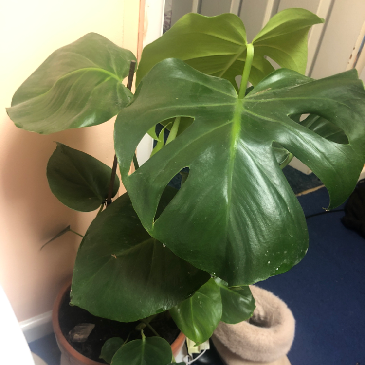 Monstera plant photo by Charlotte named cheese man on Greg, the plant care app.
