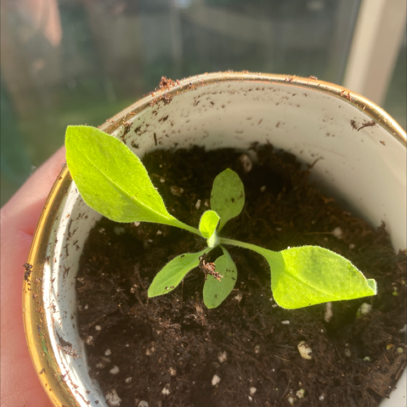 Photo of the plant species Butternut Pumpkin by @1anxiouscoffeebean named Captain Plant-it on Greg, the plant care app