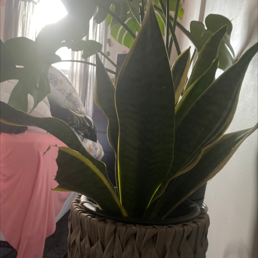 Snake Plant plant photo by @1anxiouscoffeebean named Deborah on Greg, the plant care app.