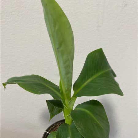 Photo of the plant species Banana Plant by 1anxiouscoffeebean named Bodhi on Greg, the plant care app