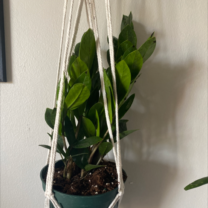 Zamioculcas Zamiifolia plant photo by @1anxiouscoffeebean named ChloroPhil on Greg, the plant care app.