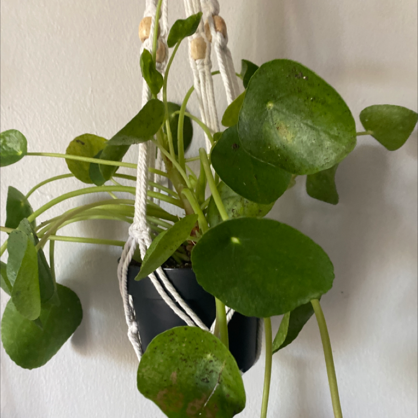 Chinese Money Plant plant photo by @1anxiouscoffeebean named Sir Planceot 3.0 on Greg, the plant care app.