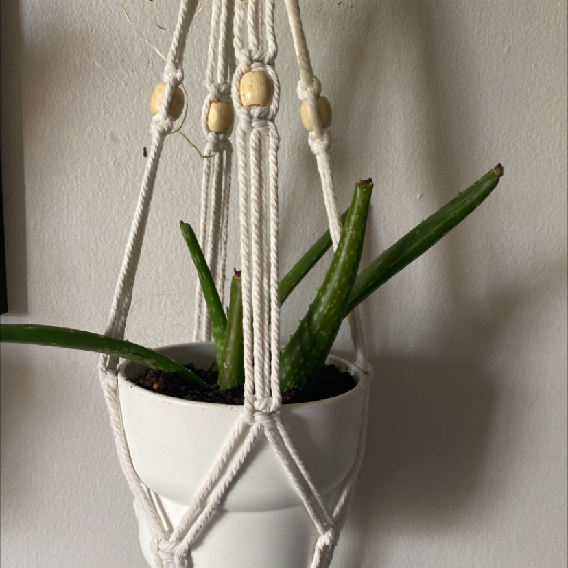 Aloe vera plant photo by @1anxiouscoffeebean named Keanu Leaves 2.0 on Greg, the plant care app.