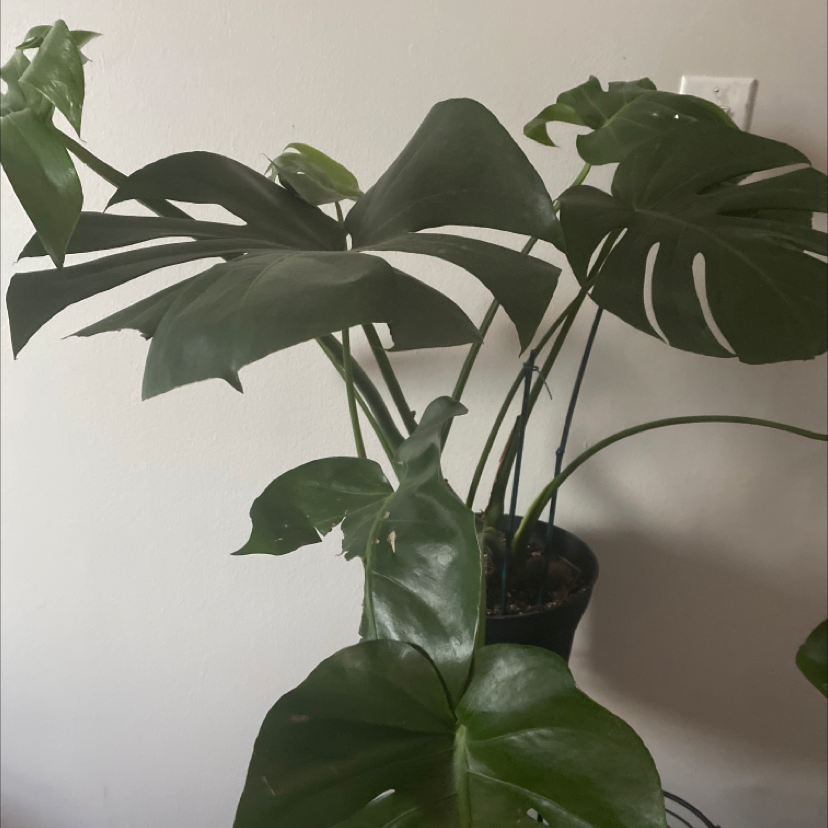 Monstera plant photo by @1anxiouscoffeebean named Cleopatra on Greg, the plant care app.