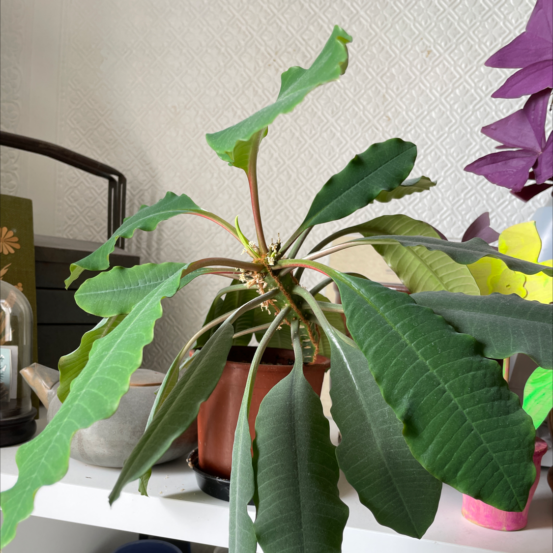 Madagascar Jewel plant with broad green leaves in a pot on a shelf.