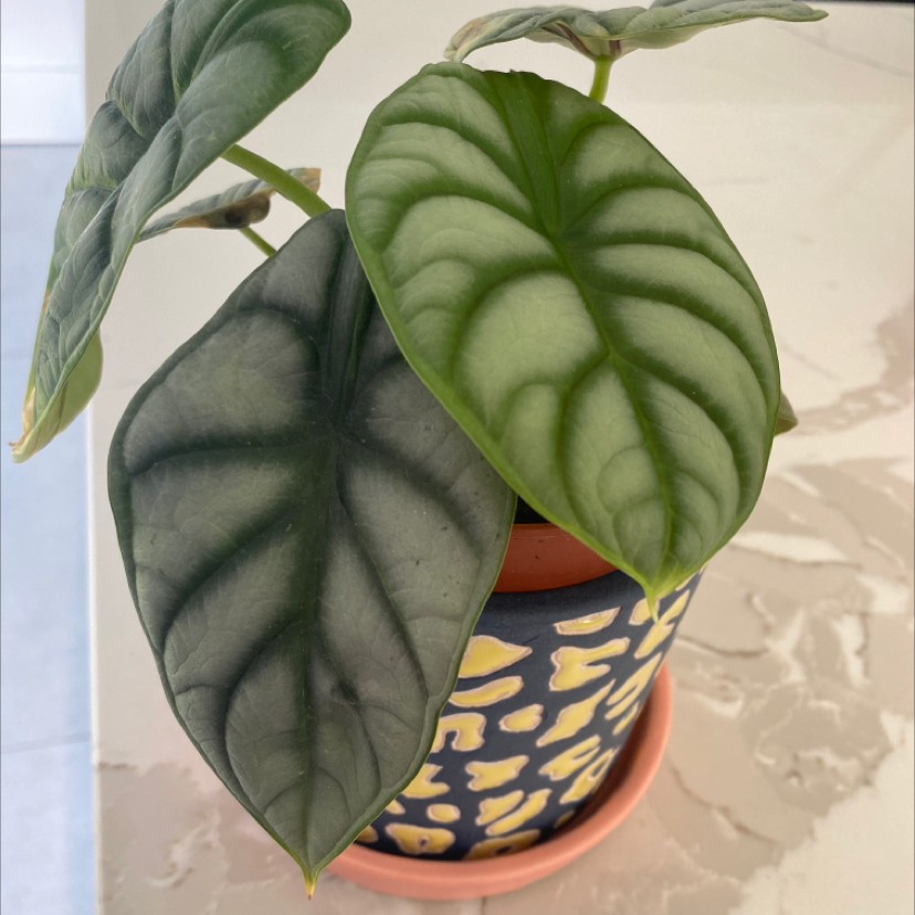 Silver Dragon plant with large veined leaves in a decorative pot.