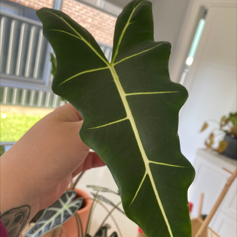 Close-up of a healthy Alocasia 'Sarian' leaf being held indoors.