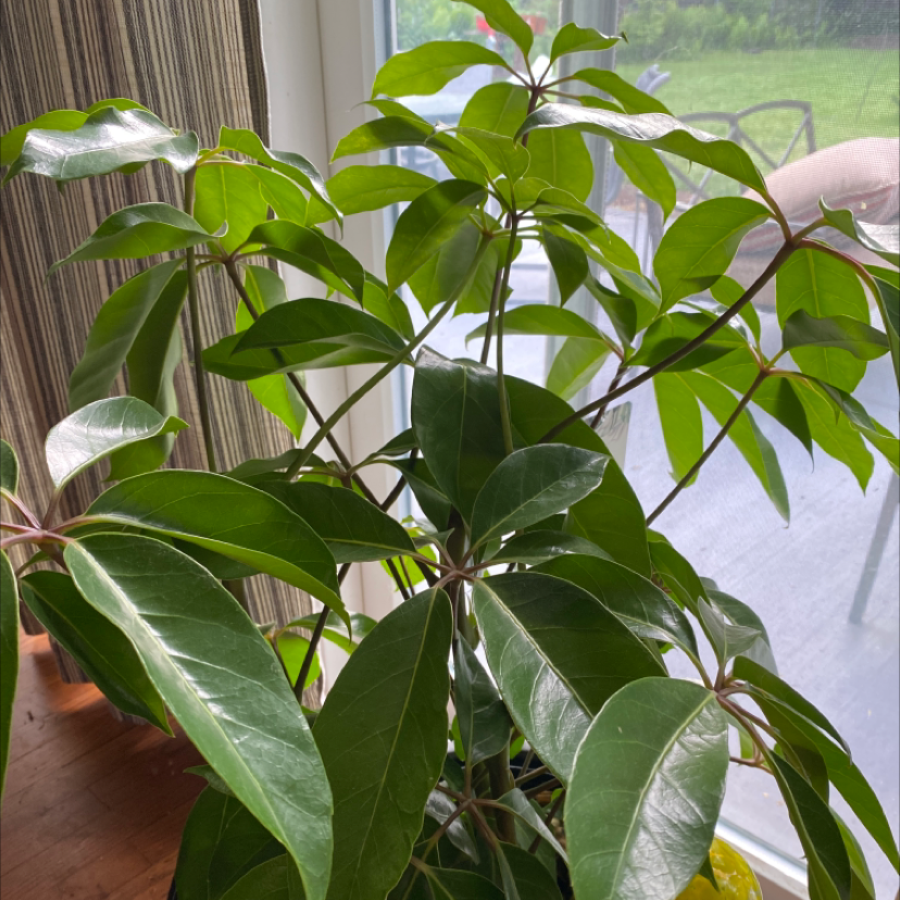 Umbrella Tree plant photo by @greenlife named Shady on Greg, the plant care app.