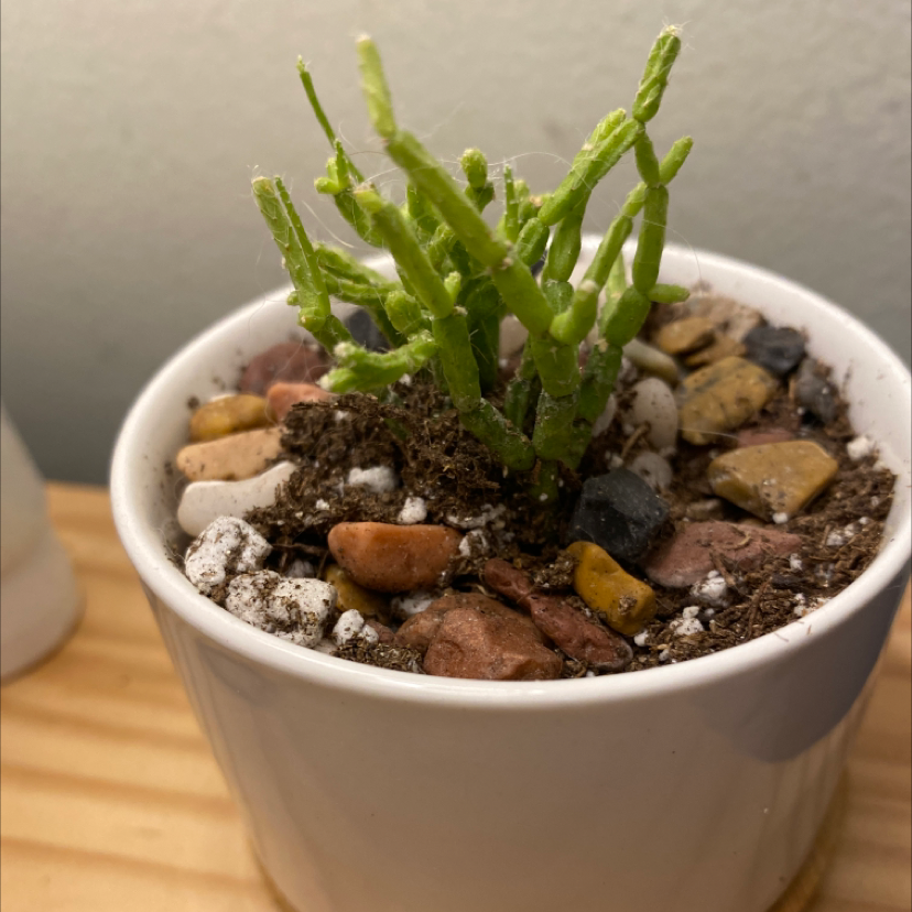 Photo of the plant species Dancing Bones by @greenlife named Spike on Greg, the plant care app