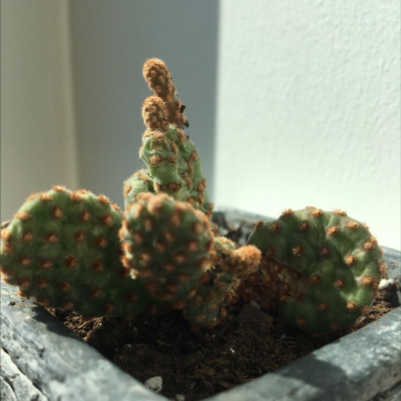 Bunny Ears Cactus (Opuntia microdasys) in a small pot with visible soil.