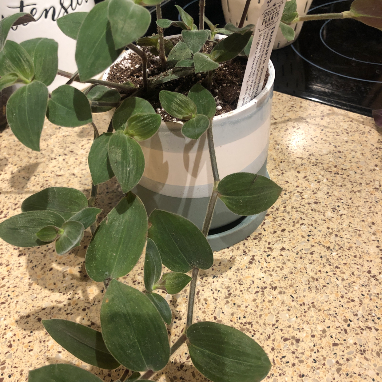 Potted Baby Bunny Bellies plant with green leaves on a countertop.