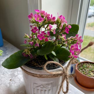 Florist Kalanchoe plant in Hanover, New Hampshire