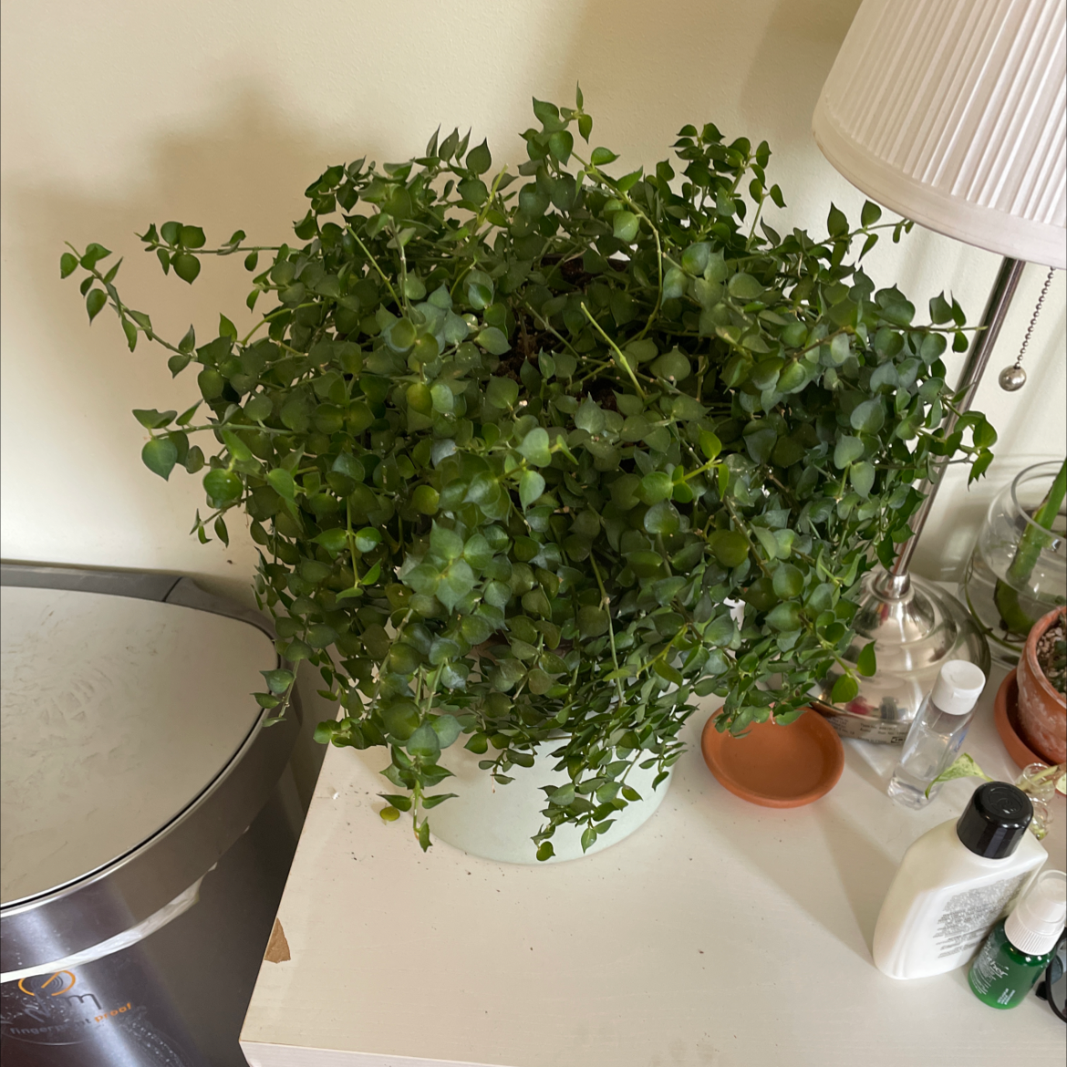 Healthy Million hearts plant in a pot on a white surface.