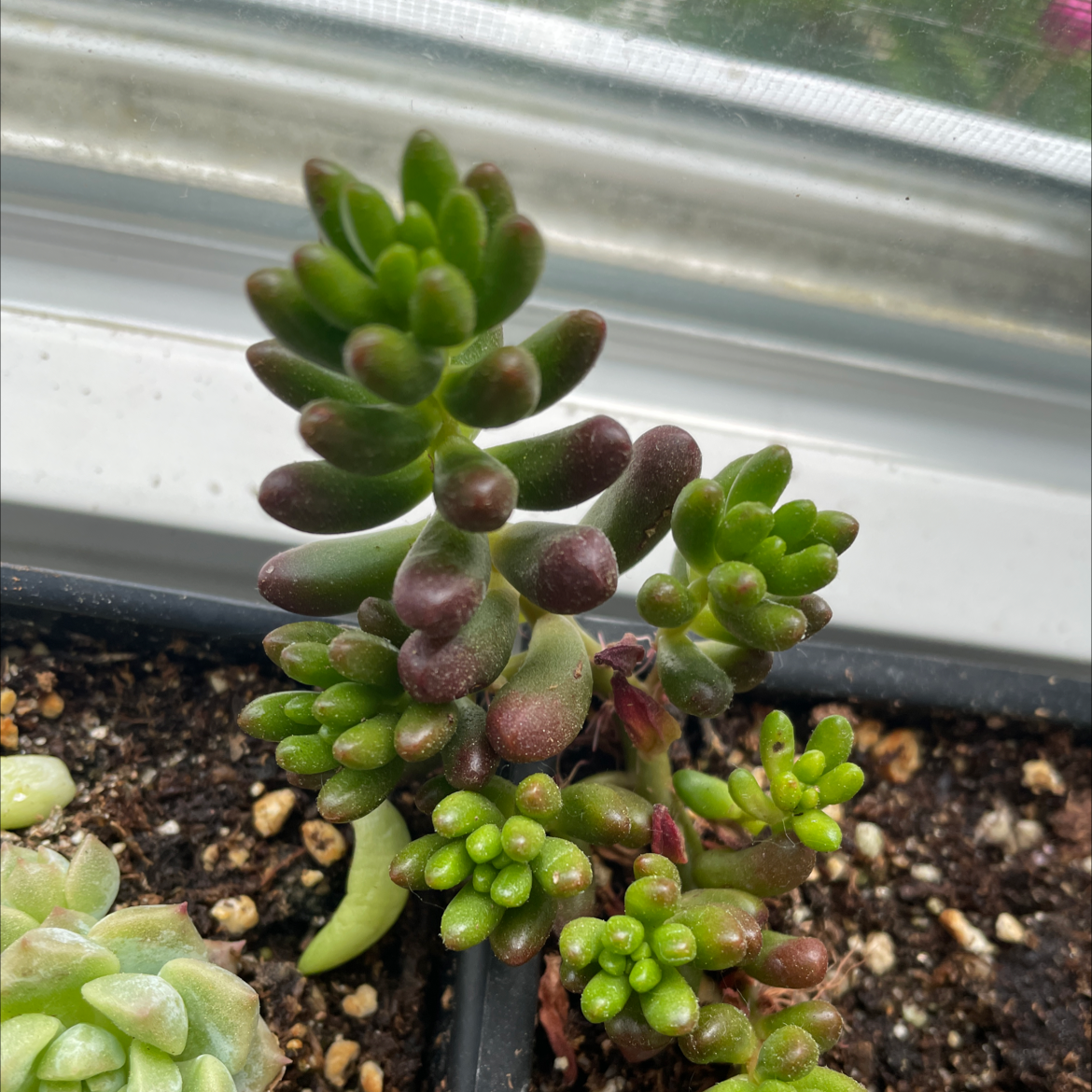 Jelly Bean Plant plant photo by @Junglevision named Rainier on Greg, the plant care app.