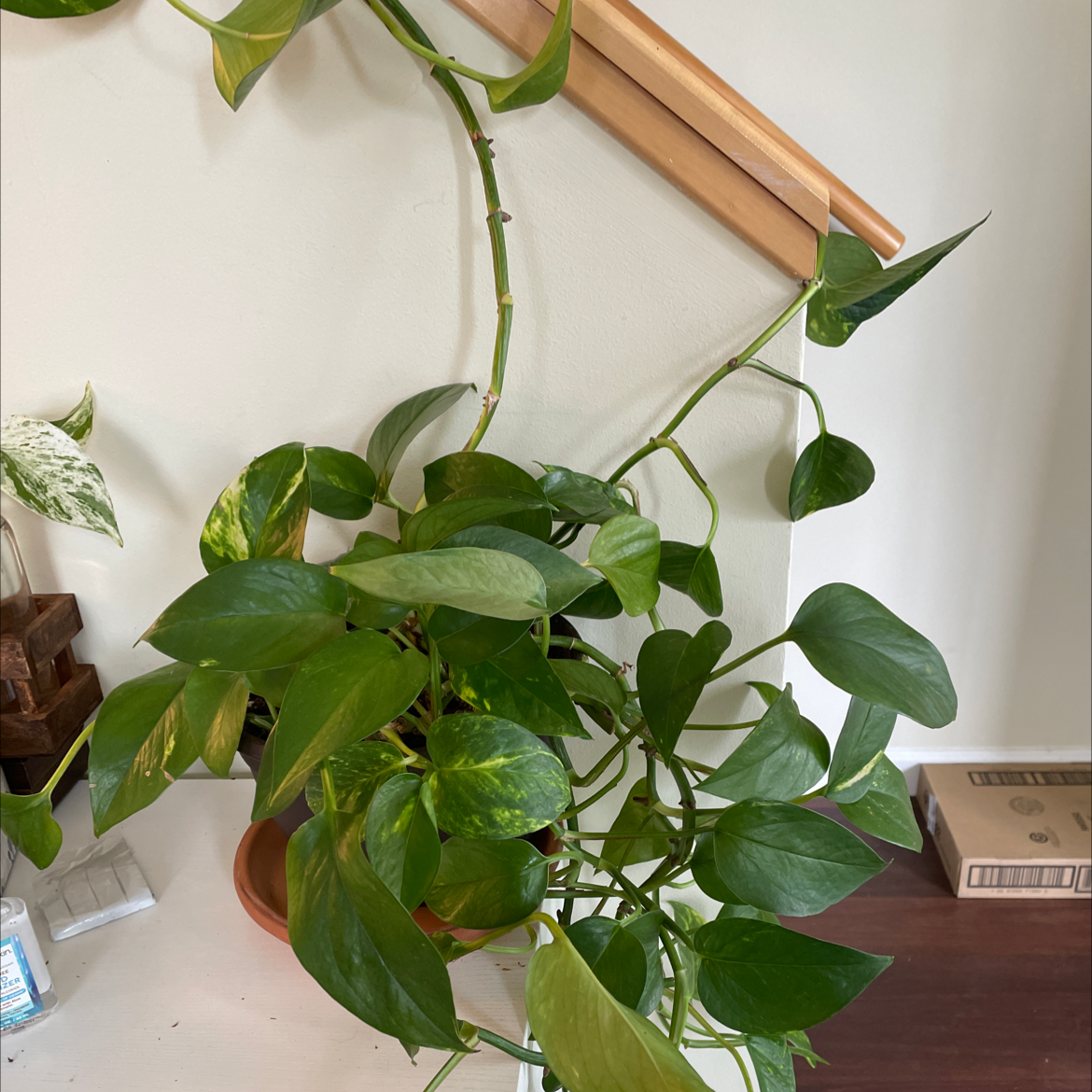 Taro Vine plant photo by @Junglevision named Goldie Hawn on Greg, the plant care app.