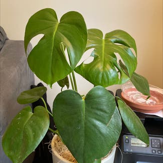 Monstera plant in Hanover, New Hampshire