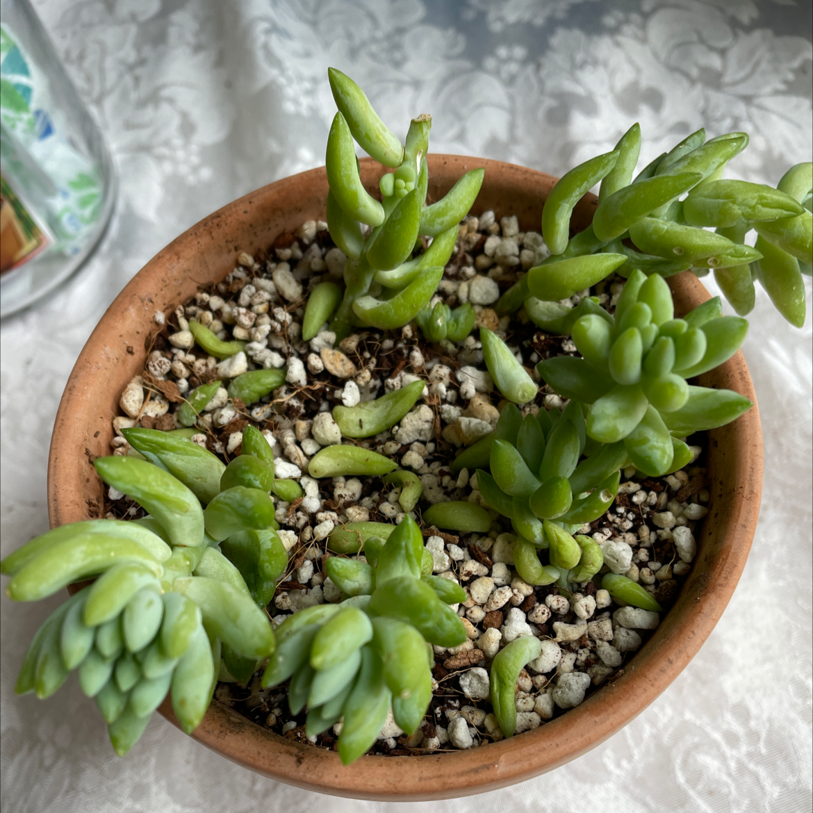 Burro's Tail plant photo by @Junglevision named Lil Rito on Greg, the plant care app.