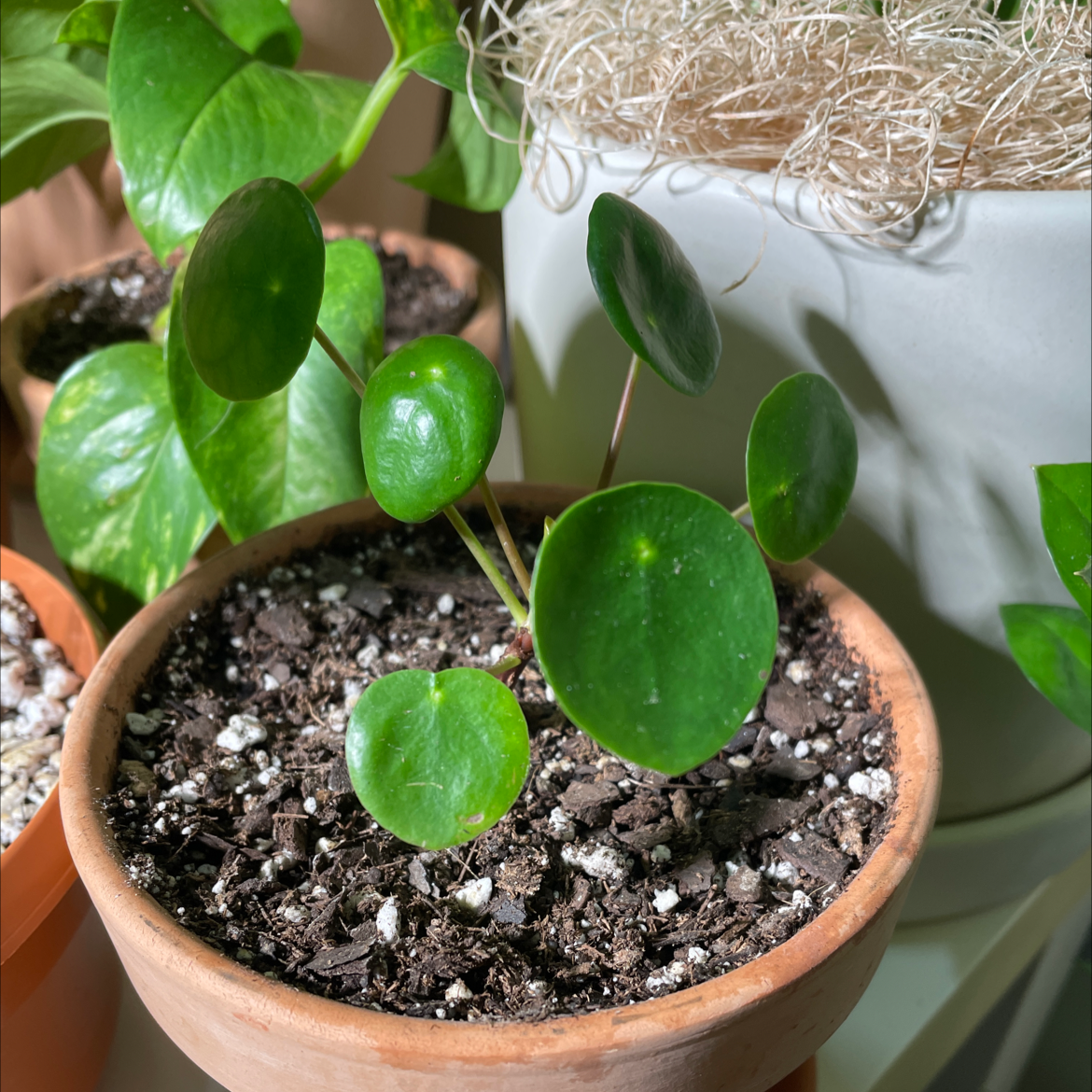 Chinese Money Plant plant photo by @Junglevision named Tupac on Greg, the plant care app.