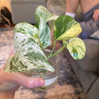 Golden Pothos plant in Hanover, New Hampshire