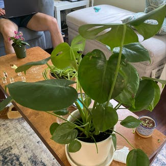 Heartleaf Philodendron plant in Hanover, New Hampshire