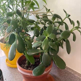 Jade plant in Hanover, New Hampshire