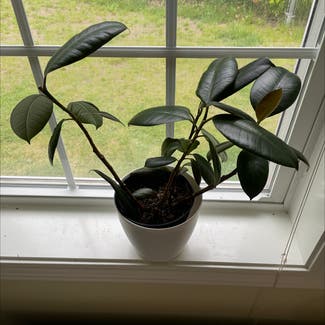 Rubber Plant plant in Hanover, New Hampshire