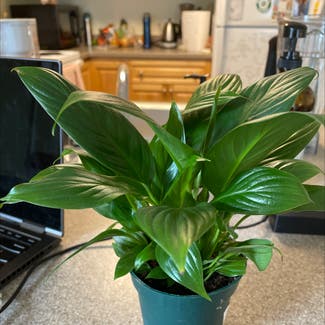 Peace Lily plant in Hanover, New Hampshire