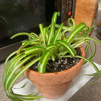 Spider Plant plant in Hanover, New Hampshire