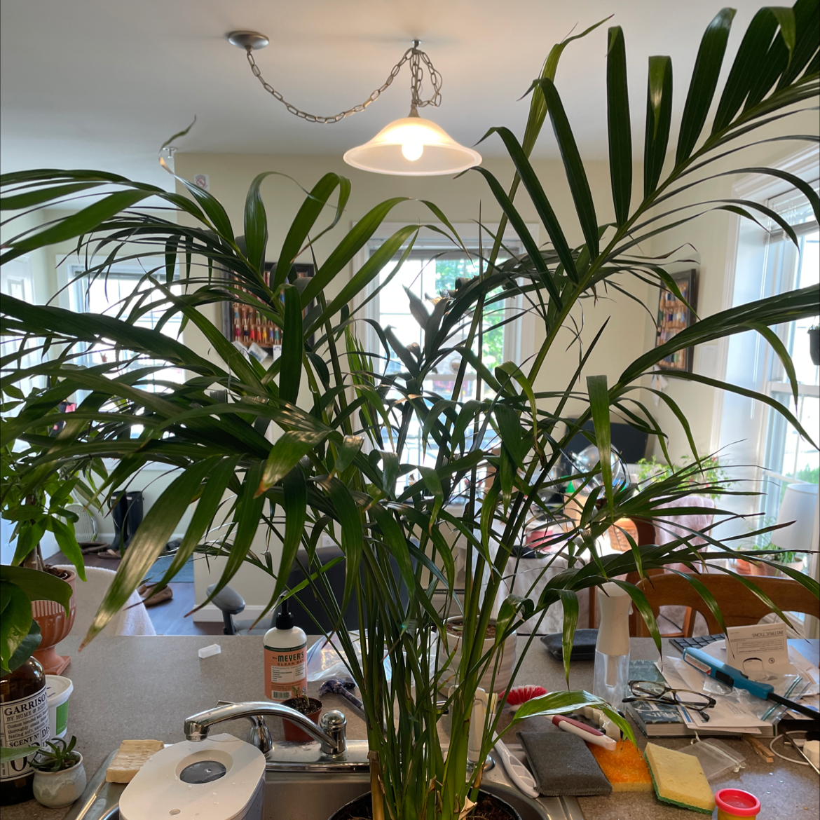 Cat Palm plant photo by @Junglevision named Havana on Greg, the plant care app.