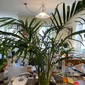 Cat Palm plant photo by @Junglevision named Havana on Greg, the plant care app.