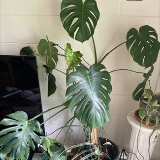 Monstera plant in Hanover, New Hampshire