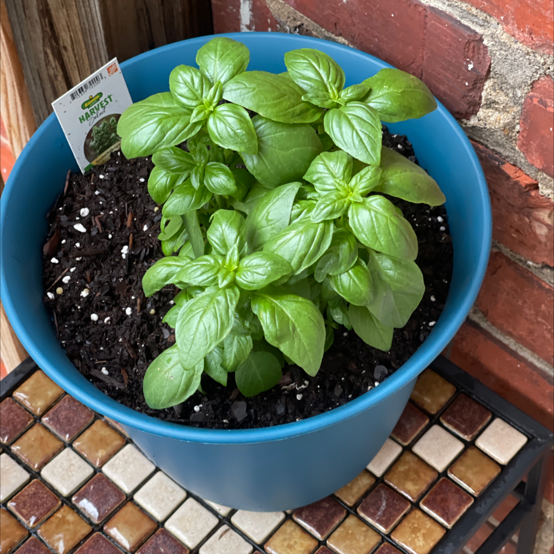 Sweet Basil plant photo by William planter named Your plant on Greg, the plant care app.