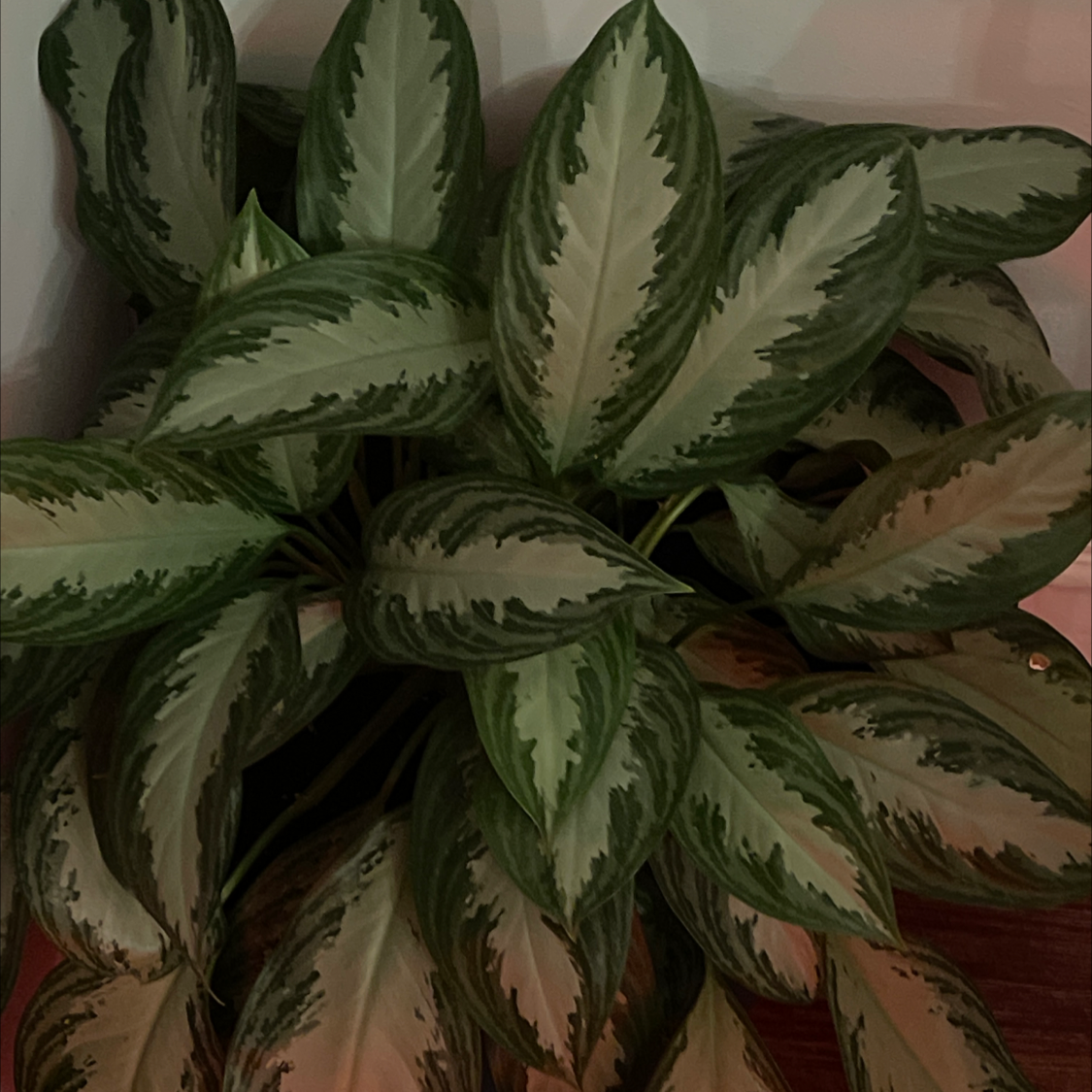Chinese Evergreen plant photo by William planter named Your plant on Greg, the plant care app.