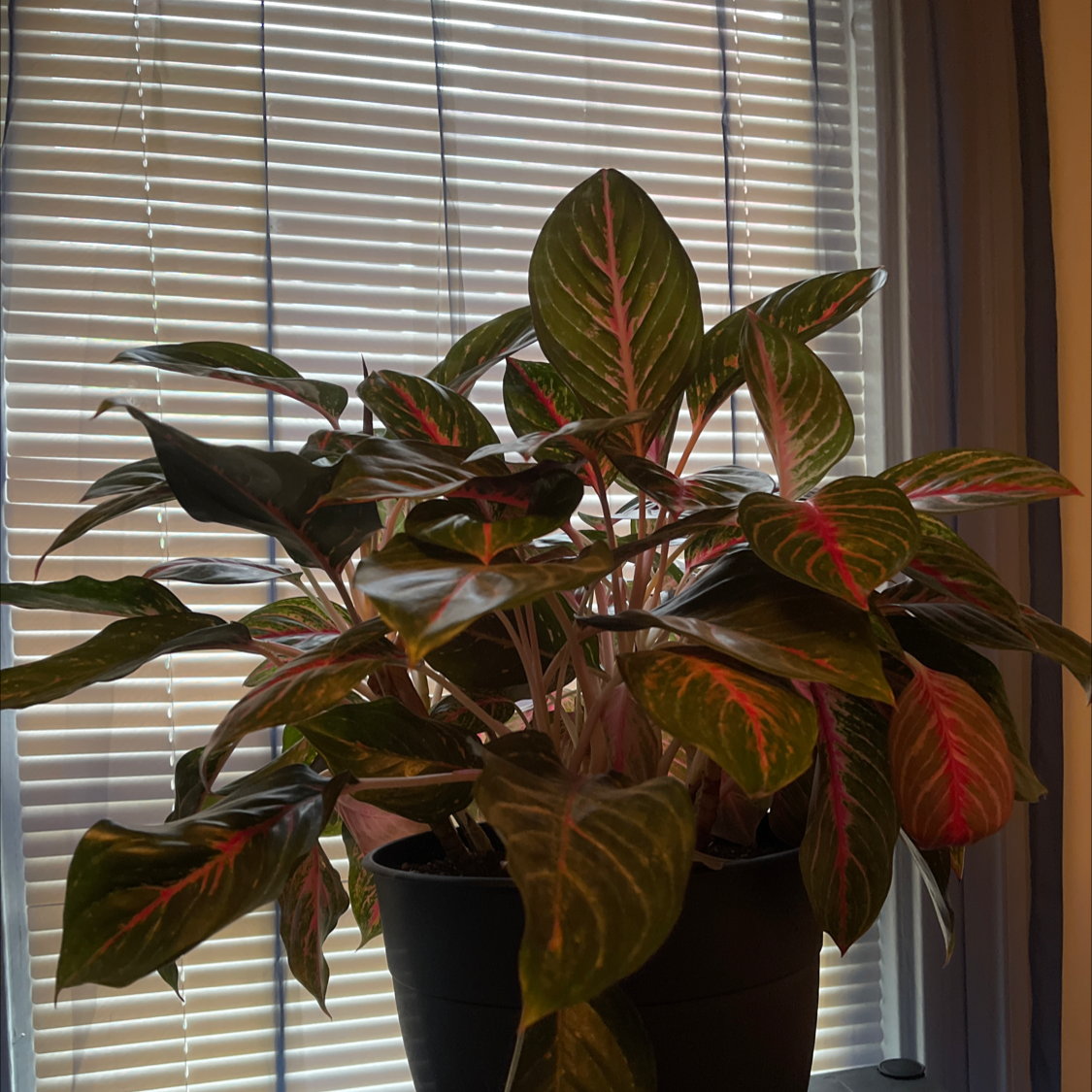 Caladium Gingerland plant photo by William planter named Your plant on Greg, the plant care app.