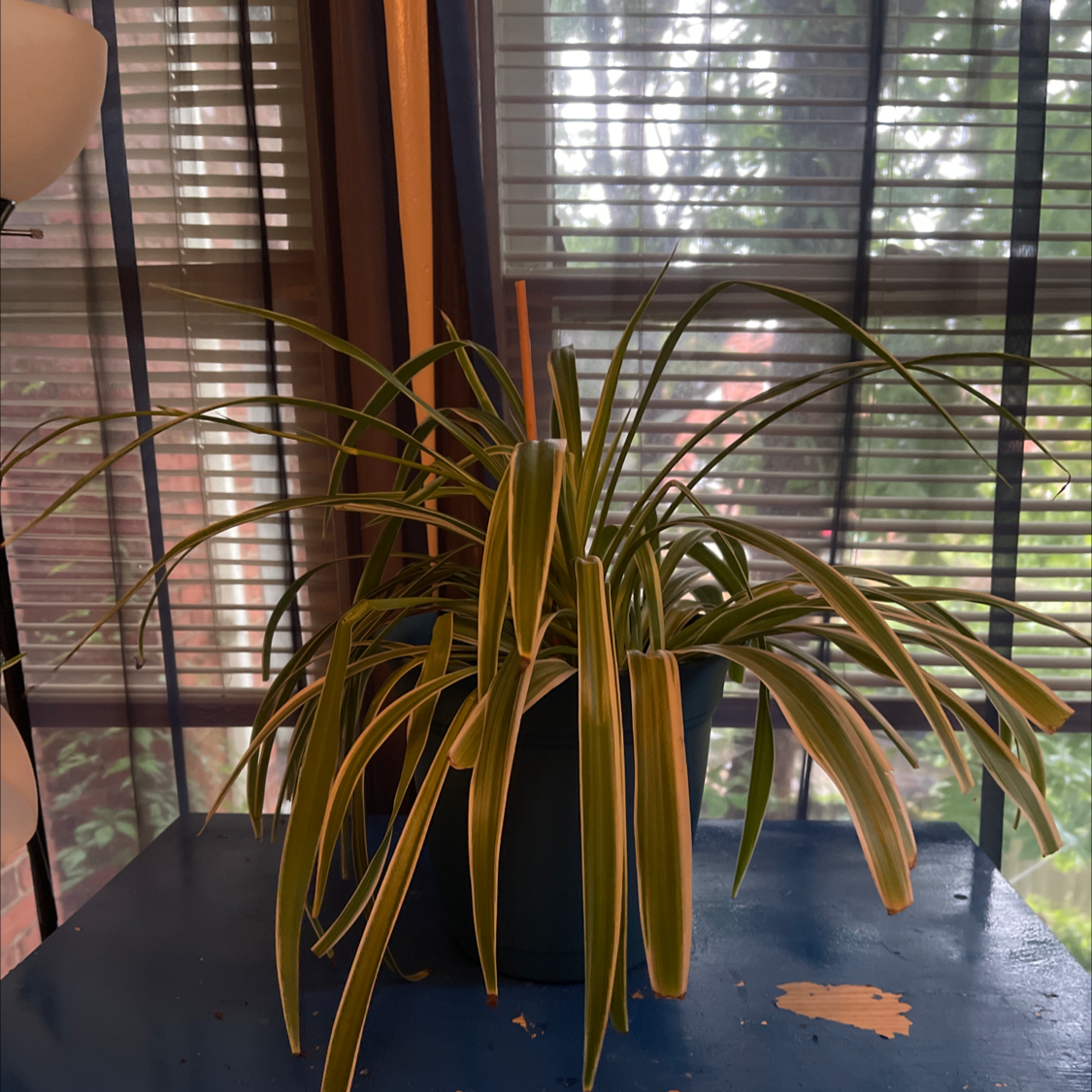 Spider Plant plant photo by William planter named Your plant on Greg, the plant care app.