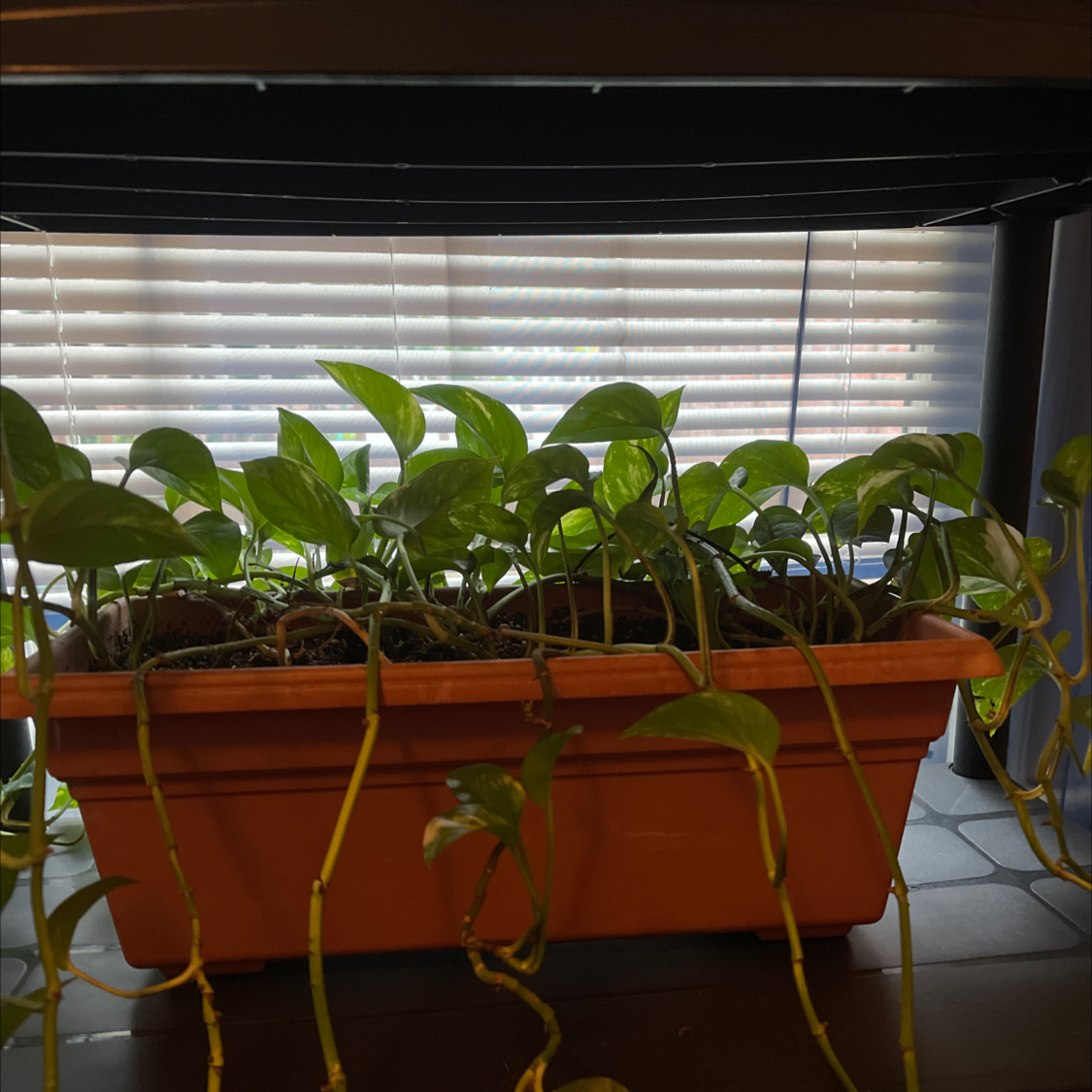 Taro Vine plant photo by William planter named Your plant on Greg, the plant care app.