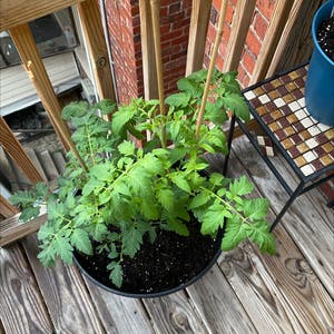 Tomato Plant plant photo by William planter named Your plant on Greg, the plant care app.