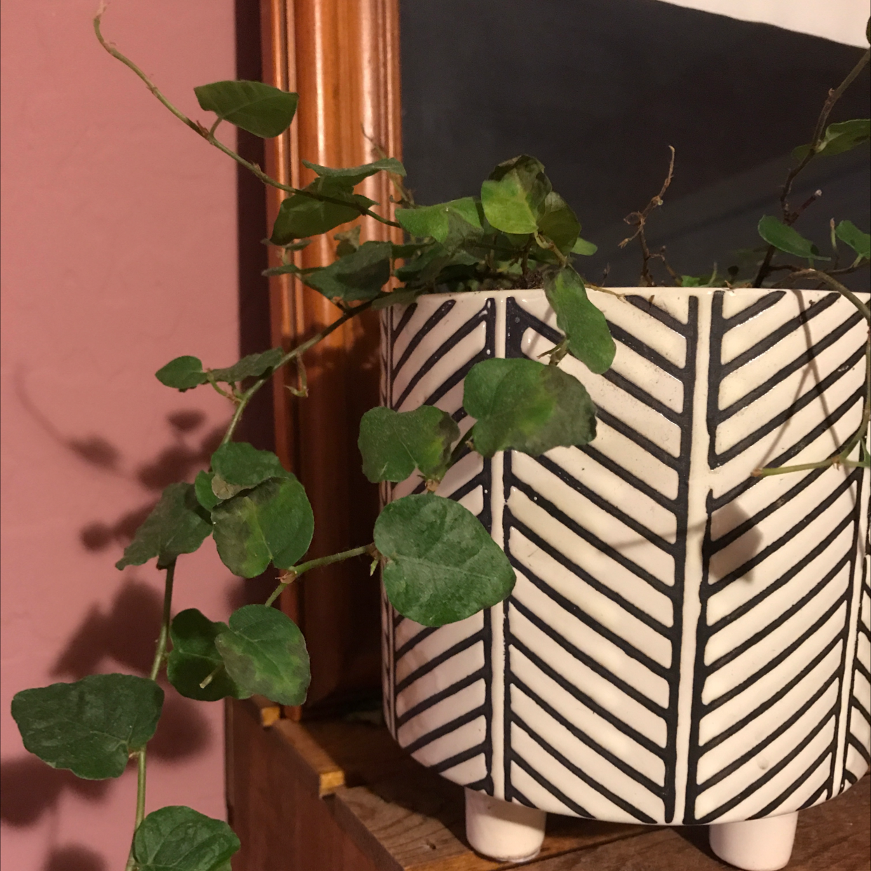 Potted creeping fig with green heart-shaped leaves growing on vines, slight yellowing on some leaves, in black and white patterned pot.