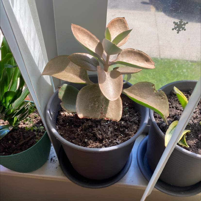 Potted Copper Spoons plant on a windowsill with visible soil and another plant nearby.