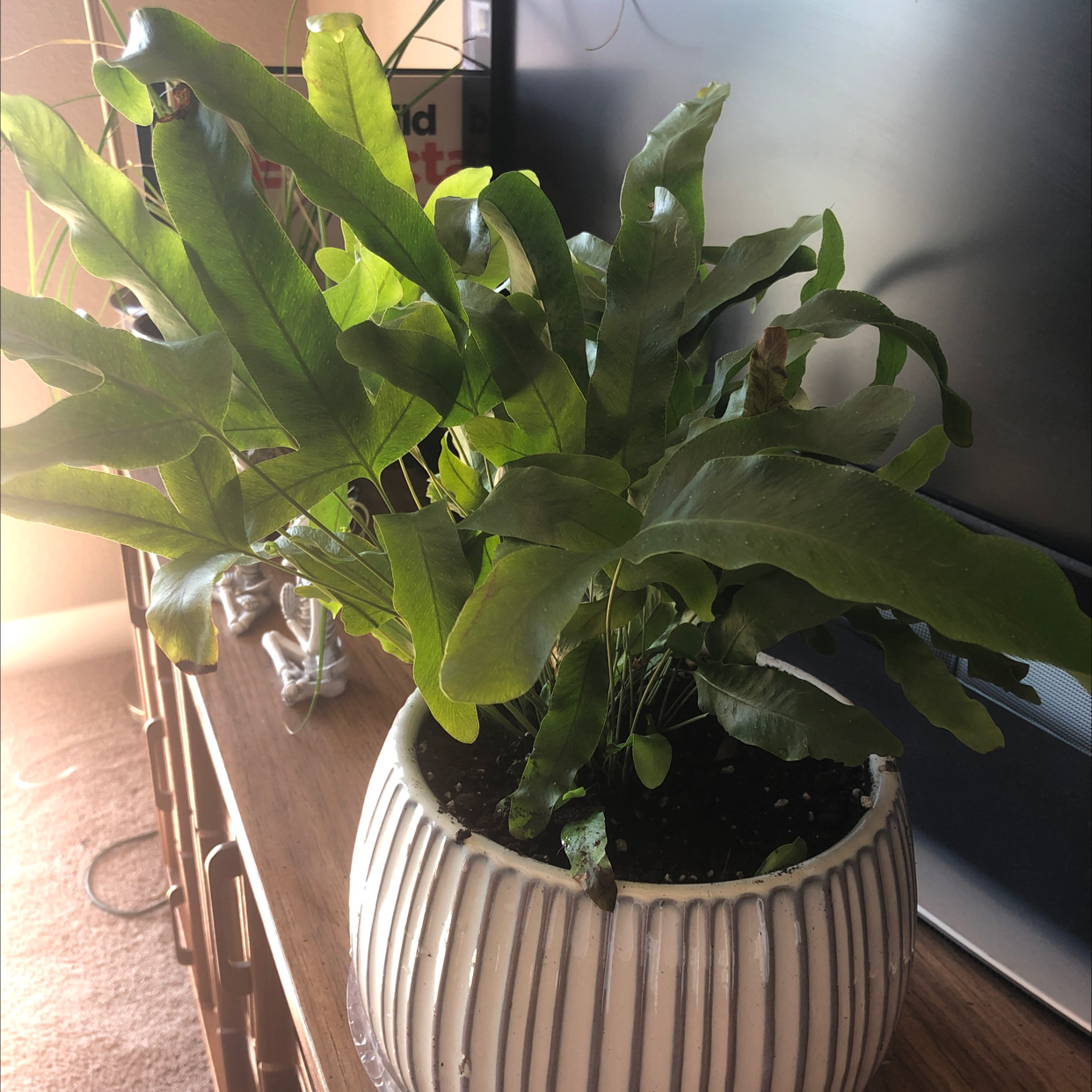 Blue Star Fern in a white ribbed pot with healthy green leaves.