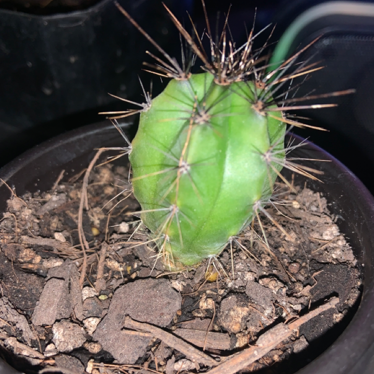 Photo of the plant species Lady of the Night Cactus by Brenna named Spike on Greg, the plant care app