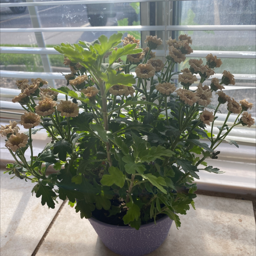Feverfew plant in a pot with wilting flowers placed near a window.