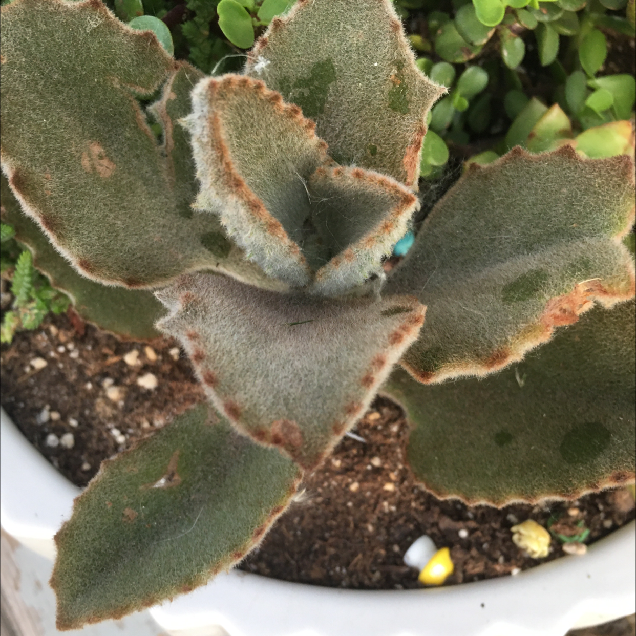 Felt Bush plant with fuzzy green leaves and brown edges in a pot with visible soil.
